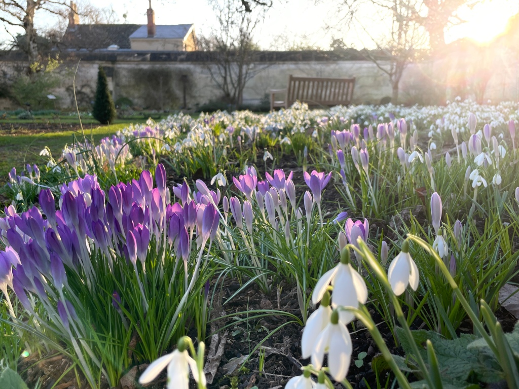 White snowdrops and purple crocuses at the Oxford Botanic Garden
