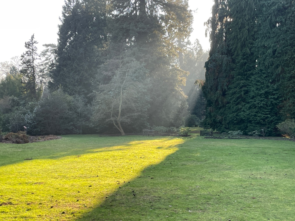 Winter sun shines through a gap between trees at Harcourt Arboretum